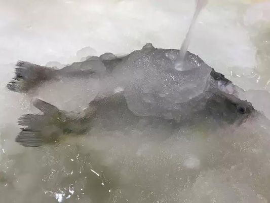 해산물을 위한 3T/24H 슬러리 제빙기 제빙기